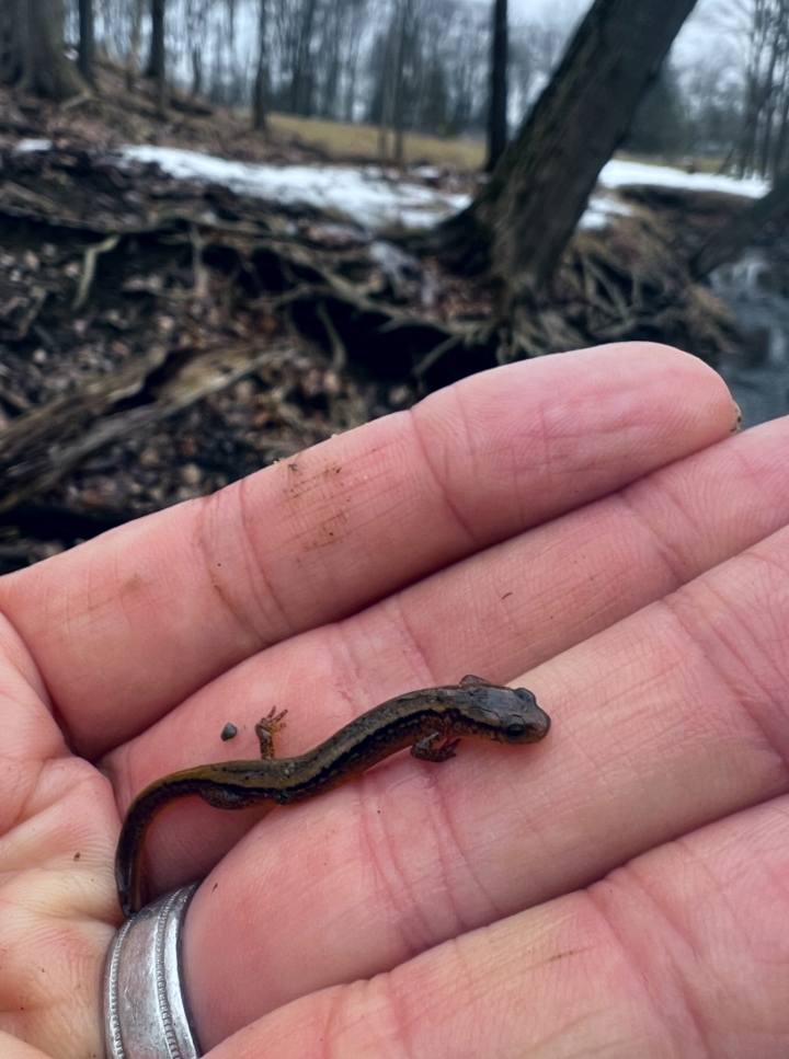 Two-lined Salamander